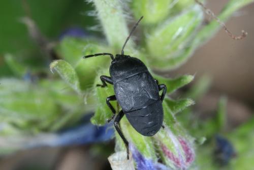 Aellopus atratus
